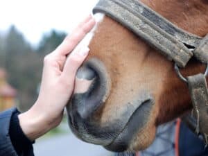 gifts for horse lovers