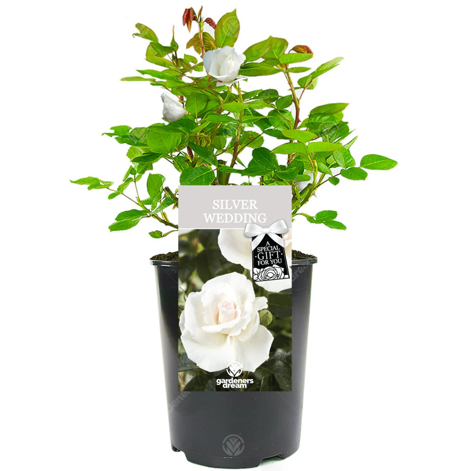 Silver Wedding Rose Bush