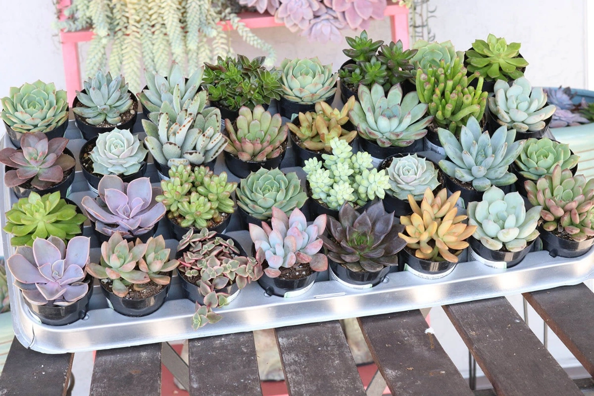 Succulents of the Month Subscription Box