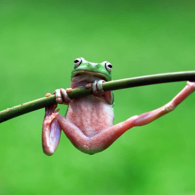 15 Hoppin’ Frog Gift Ideas for Frog Lovers