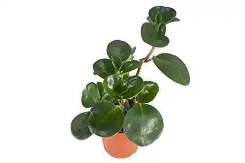 Baby Rubber Plant (peperomia obtusifolia)